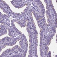 Anti-TTLL6 antibody produced in rabbit 
