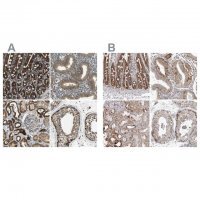 Anti-TUFM antibody produced in rabbit 