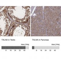 Anti-TXLNA antibody produced in rabbit 