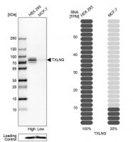 ANTI-TXLNG antibody produced in rabbit