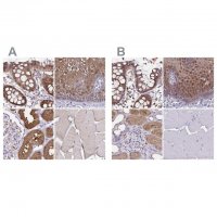 Anti-TXN antibody produced in rabbit 