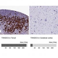 Anti-TXNDC5 antibody produced in rabbit 
