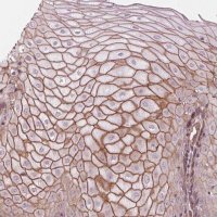 Anti-TXNIP antibody produced in rabbit 
