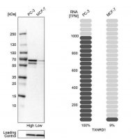 Anti-TXNRD1 antibody produced in rabbit 