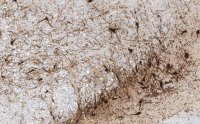 Anti-Tyrosine Hydroxylase Antibody, clone 20/40/15 ZooMAb� Mouse Monoclonal 
