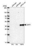 Anti-U2AF1 antibody produced in rabbit 