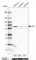 Anti-UAP1 antibody produced in rabbit 