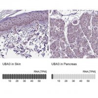 Anti-UBA3 antibody produced in rabbit 