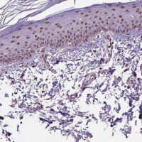 Anti-UBA3 antibody produced in rabbit 