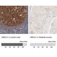 Anti-UBE2J1 antibody produced in rabbit 