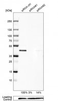Anti-UBE2Z antibody produced in rabbit 