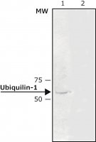 Anti-Ubiquilin-1 antibody produced in rabbit 