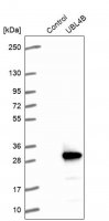 Anti-UBL4B antibody produced in rabbit