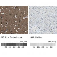 Anti-UCHL1 antibody produced in rabbit