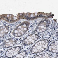 Anti-UCHL3 antibody produced in rabbit 