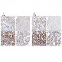 Anti-UFL1 antibody produced in rabbit