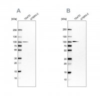 Anti-UFL1 antibody produced in rabbit