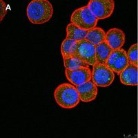 Anti-ULBP-4/RAET1E Antibody, clone 6C10 ZooMAb� Rabbit Monoclonal 