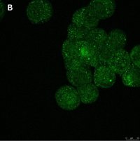 Anti-ULBP-4/RAET1E Antibody, clone 6C10 ZooMAb� Rabbit Monoclonal 