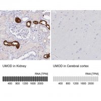 Anti-UMOD antibody produced in rabbit