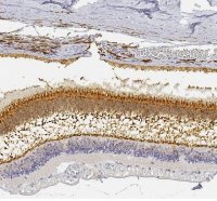 Anti-UNC119 antibody produced in rabbit