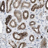 Anti-UNC5CL antibody produced in rabbit
