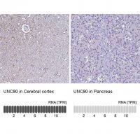 Anti-UNC80 antibody produced in rabbit 
