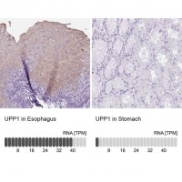 Anti-UPP1 antibody produced in rabbit HPA055394-100UL
