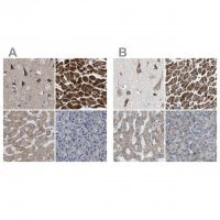 Anti-UQCRC2 antibody produced in rabbit 