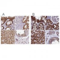 Anti-UQCRFS1 antibody produced in rabbit 