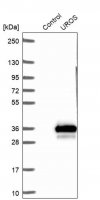 Anti-UROS antibody produced in rabbit