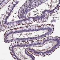 Anti-USB1 antibody produced in rabbit