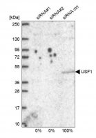 Anti-USF1 antibody produced in rabbit HPA036233-100UL