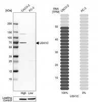 Anti-USH1C antibody produced in rabbit