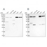 Anti-USO1 antibody produced in rabbit HPA038282-100UL