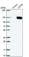 Anti-USP38 antibody produced in rabbit 
