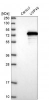 Anti-USP49 antibody produced in rabbit 