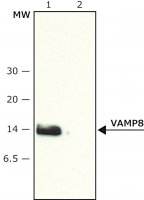 Anti-VAMP-8 (N-terminal) antibody produced in rabbit V7389-200UL
