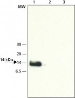 Anti-VAMP-8 (N-terminal) antibody produced in rabbit V7389-200UL