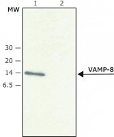 Anti-VAMP-8 antibody produced in rabbit V7514-200UL