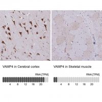 Anti-VAMP4 antibody produced in rabbit 
