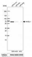 Anti-VANGL1 antibody produced in rabbit 