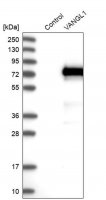 Anti-VANGL1 antibody produced in rabbit 