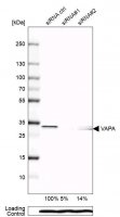 Anti-VAPA antibody produced in rabbit 