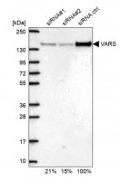 Anti-VARS antibody produced in rabbit