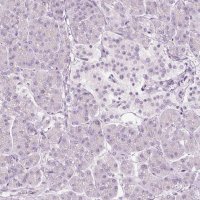 Anti-VCAM1 antibody produced in rabbit