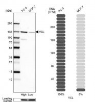 Anti-VCL antibody produced in rabbit 