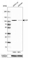 Anti-VCP antibody produced in rabbit 
