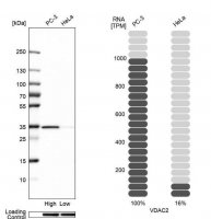Anti-VDAC2 antibody produced in rabbit HPA043475-100UL