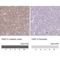 Anti-VGAT antibody produced in rabbit 